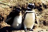 Penguins in Magdalena island - Punta Arenas (Chile)