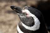 Patagonia Pictures: Magellan penguin taking a nap