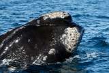 Right whale close up
