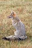 Picture of South american grey fox in Patagonia