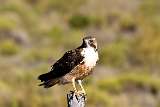 Aguilucho comun - Red backed hawk