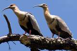 Bandurria Austral - Black faced Ibis