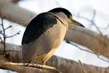 Garza bruja - white crowned night heron