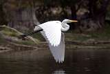 Garza grande - Great Egret