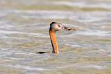 Maca grande - Great Grebe