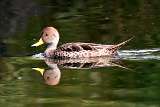 Pato Maicero - Yellow billed pintail