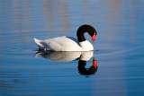 Black necked swan mirrored on the water