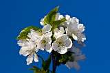 white flower on blue background