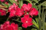 Garden flowers