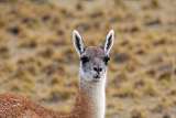 Guanaco also known as llama